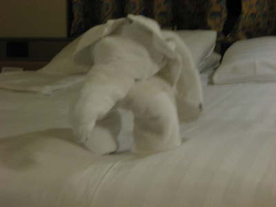 Elephant in our stateroom at night