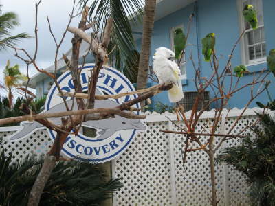 Birds at Dolphin Swim