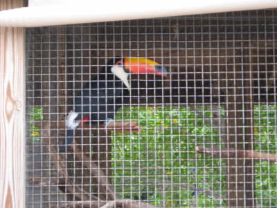 Birds at Dolphin Swim